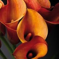 Orange Calla Blumensamen zur Aussaat – ideal Rabatten – Traditionssorte & ohne Gentechnik Samen Hausgarten