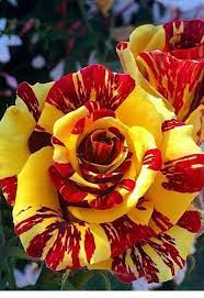 Rot & gelb rose blume samen - vibrant roses for anpflanzung in your garten