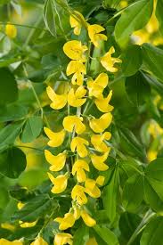 Gelb Laburnum Blumensamen zur Aussaat – leuchtend – Traditionssorte & ohne Gentechnik Samen Hausgarten