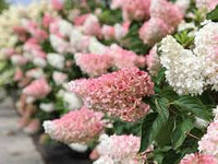 Hortensien Samen Mischung fuer Garten