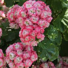 Geranie Apple Blossom Blumensamen zur Aussaat – leuchtend – Traditionssorte & ohne Gentechnik Samen Hausgarten