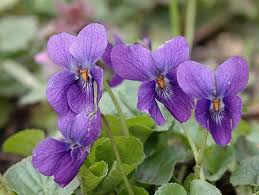 Violett Blumensamen zur Aussaat – hochwertige Qualitäts- – Traditionssorte & ohne Gentechnik Samen Hausgarten