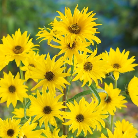 Helianthus Maximiliani mehrjährig Sonnenblume Samen