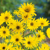 Helianthus Maximiliani mehrjährig Sonnenblume Samen