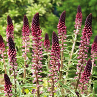 Lysimachia Blumensamen zur Aussaat ideal Rabatten Traditionssorte & ohne Gentechnik Samen Hausgarten