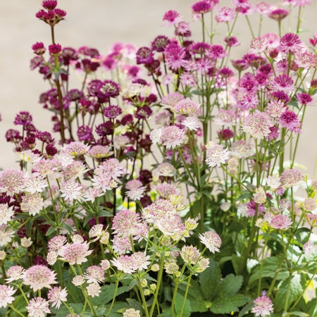 Gemischt Astrantia Blumensamen zur Aussaat – Halbschatten verträglich – Traditionssorte & ohne Gentechnik Samen Hausgarten