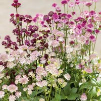 Gemischt Astrantia Blumensamen zur Aussaat – Halbschatten verträglich – Traditionssorte & ohne Gentechnik Samen Hausgarten