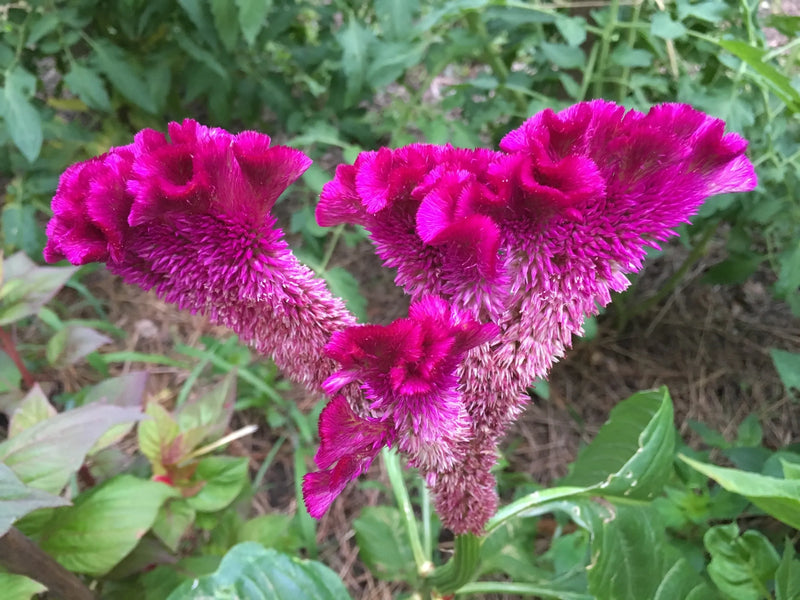 Variedad tradicional de Rooster, semillas para sembrar, espectáculo lleno de color, variedad tradicional y sin ingeniería genética, semillas para jardín doméstico