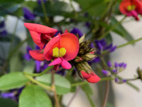 Coral Pea Blumensamen zur Aussaat – Halbschatten verträglich Traditionssorte & ohne Gentechnik Samen Hausgarten