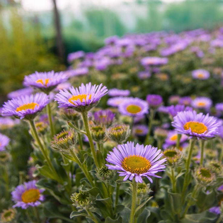 Lila Gelb Erigeron Blumensamen zur Aussaat – Landhaus Garten wichtig – Traditionssorte & ohne Gentechnik Samen Hausgarten