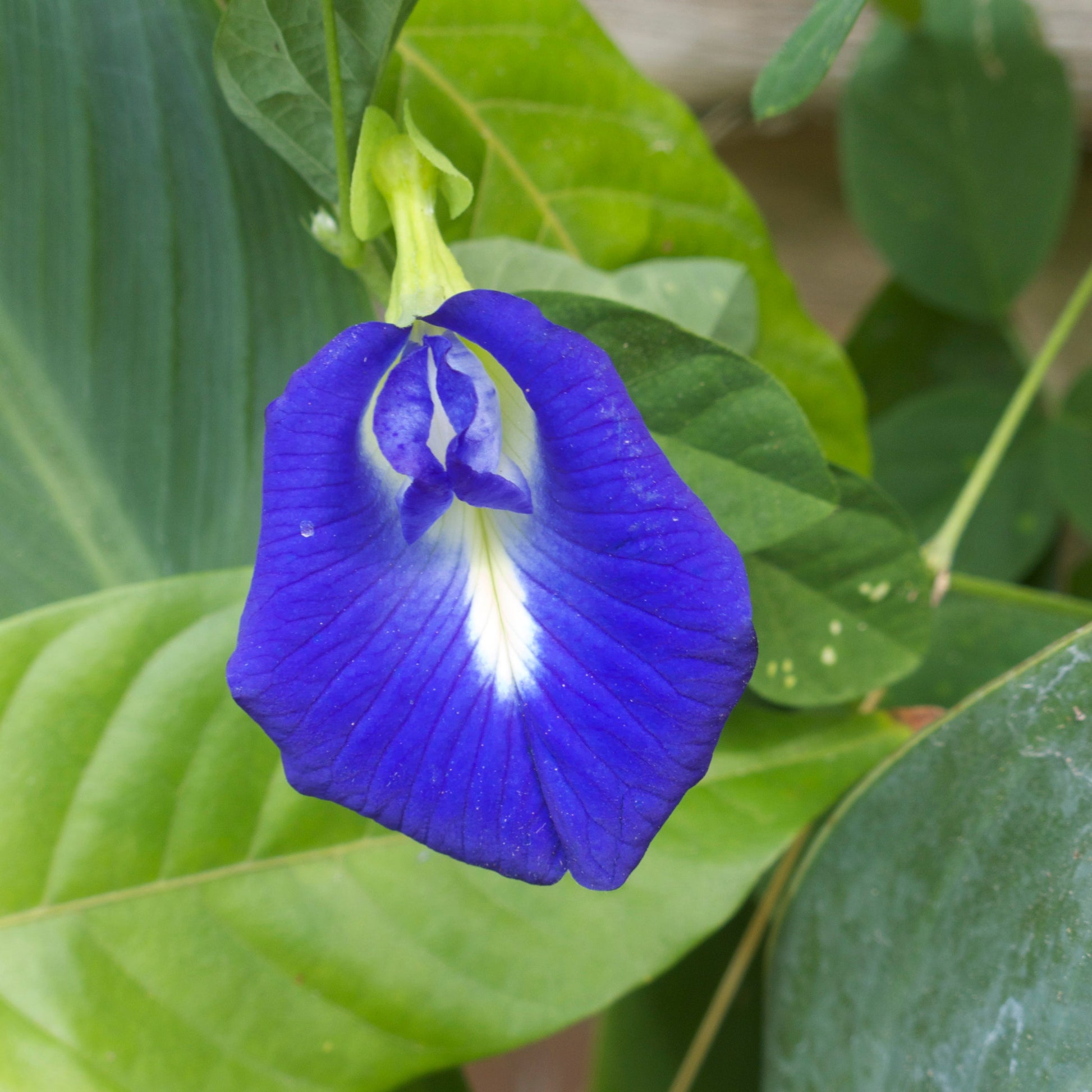 Pea Blumensamen zur Aussaat Schnitt Blume beliebt Traditionssorte & ohne Gentechnik Samen Hausgarten
