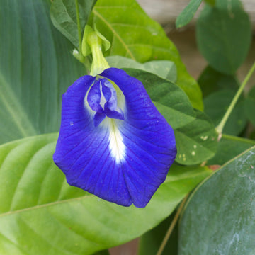 Pea Blumensamen zur Aussaat Schnitt Blume beliebt Traditionssorte & ohne Gentechnik Samen Hausgarten