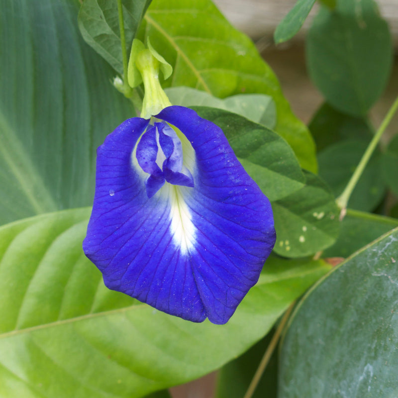Pea Blumensamen zur Aussaat Schnitt Blume beliebt Traditionssorte & ohne Gentechnik Samen Hausgarten
