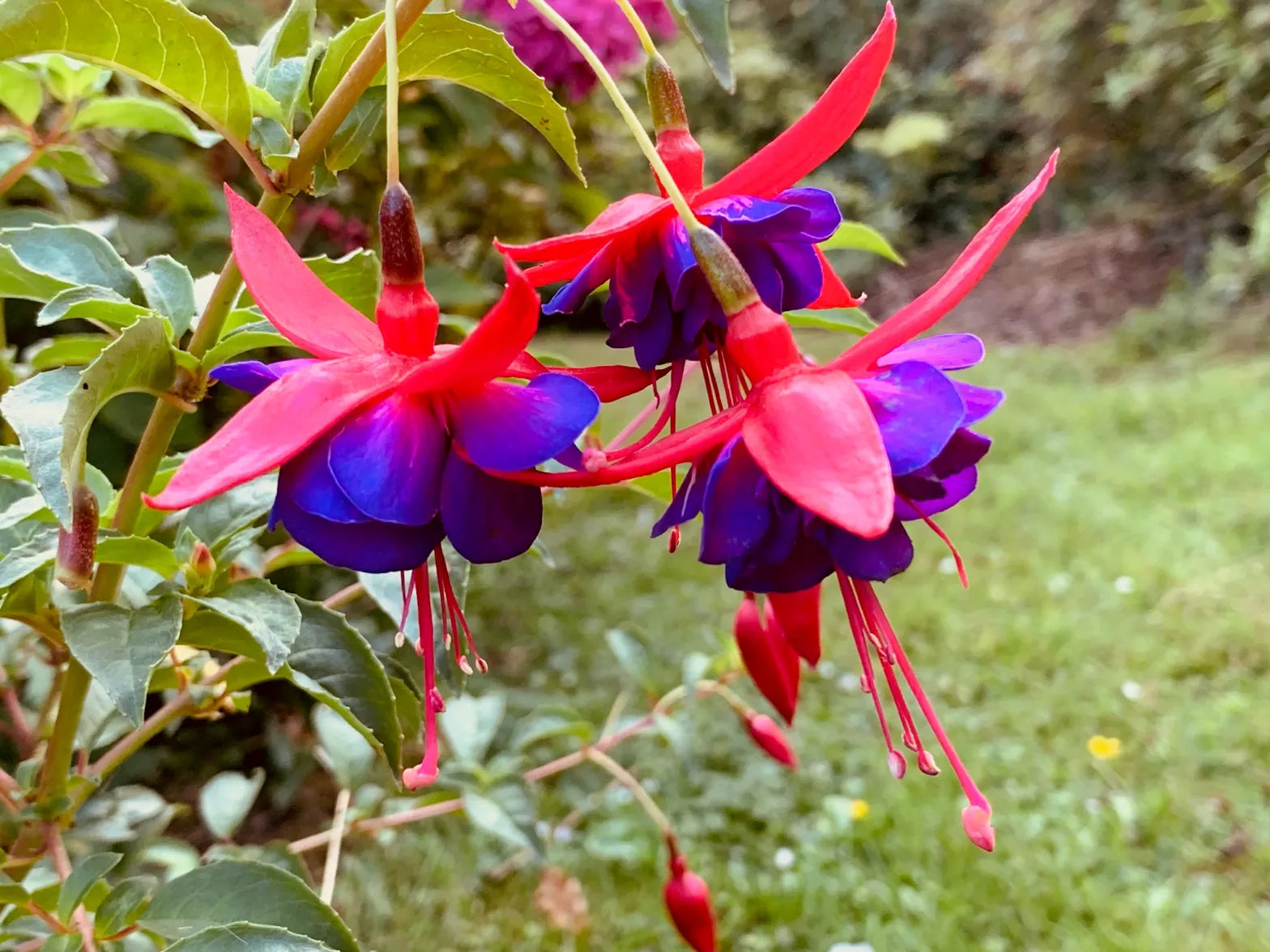 Blau Rot Fuchsie Blumensamen zur Aussaat Wildblume Mischung Traditionssorte & ohne Gentechnik Samen Hausgarten