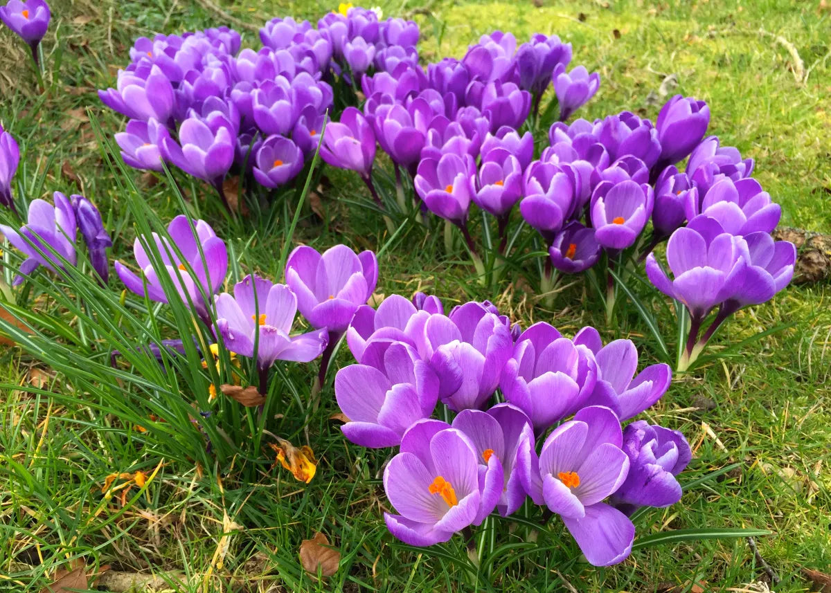 Lila Blume Pot Blumensamen zur Aussaat – hochwertige Qualitäts- – Traditionssorte & ohne Gentechnik Samen Hausgarten