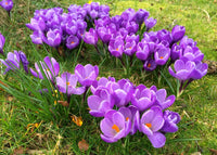 Lila Blume Pot Blumensamen zur Aussaat – hochwertige Qualitäts- – Traditionssorte & ohne Gentechnik Samen Hausgarten