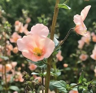 Rosa Alonsoa Blumensamen zur Aussaat leuchtend Traditionssorte & ohne Gentechnik Samen Hausgarten