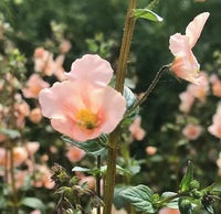 Rosa Alonsoa Blumensamen zur Aussaat leuchtend Traditionssorte & ohne Gentechnik Samen Hausgarten