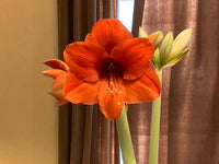 Orange-Grün Hippeastrum Blumensamen zur Aussaat – Landhaus Garten wichtig – Traditionssorte & ohne Gentechnik Samen Hausgarten