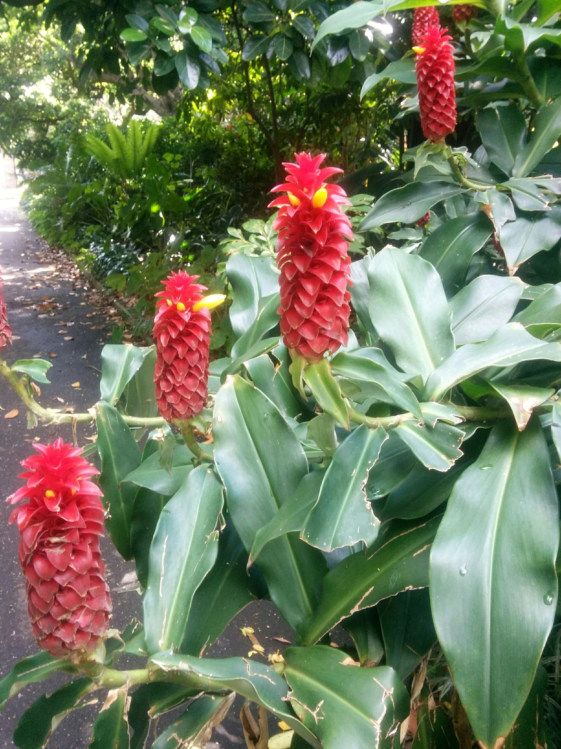 Costus Blumensamen zur Aussaat Garten beliebt Traditionssorte & ohne Gentechnik Samen Hausgarten