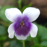 Lila weiß viola blume samen for anpflanzung - shade tolerant, heirloom & gmo free samen for home garten
 
 sale samen for home garten