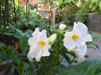 Weiß Mimulus Blumensamen zur Aussaat – Halbschatten verträglich – Traditionssorte & ohne Gentechnik Samen Hausgarten