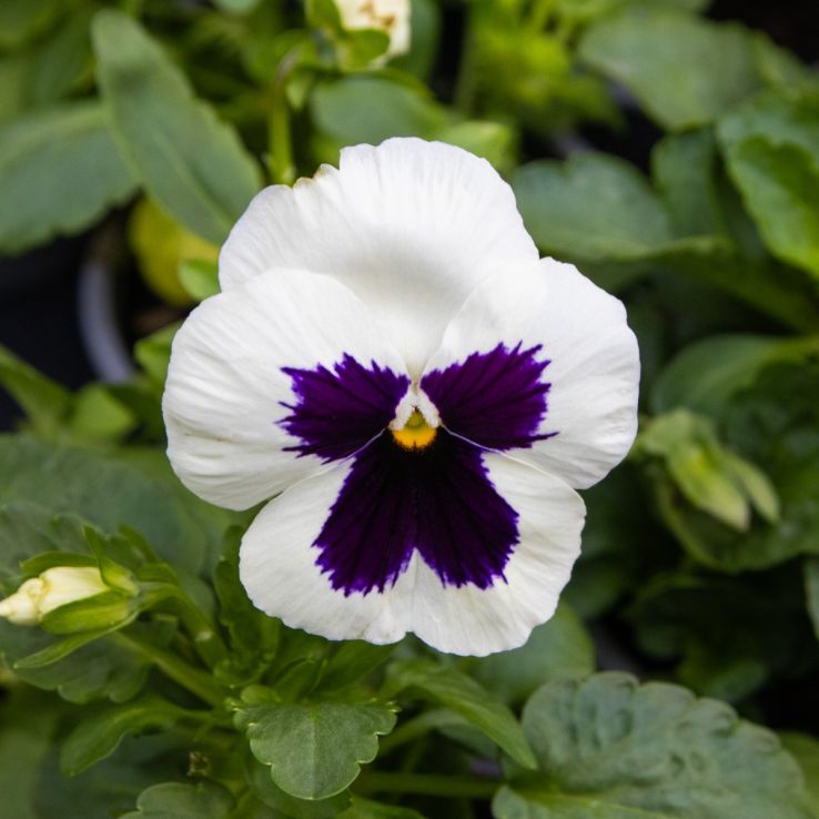 Weiß Schwarz Stiefmütterchen Blumensamen zur Aussaat robust Sorte Traditionssorte & ohne Gentechnik Samen Hausgarten