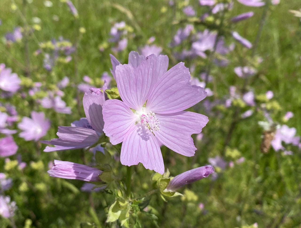 Rosa Musk Mallow Blumensamen zur Aussaat – Landhaus Garten wichtig – Traditionssorte & ohne Gentechnik Samen Hausgarten