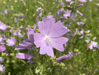 Rosa Musk Mallow Blumensamen zur Aussaat – Landhaus Garten wichtig – Traditionssorte & ohne Gentechnik Samen Hausgarten