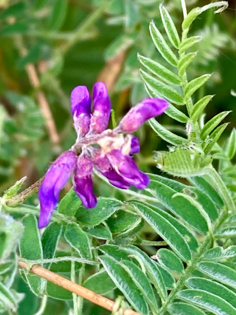 Lila Vetch Blumensamen zur Aussaat – leuchtend Blüten – Traditionssorte & ohne Gentechnik Samen Hausgarten