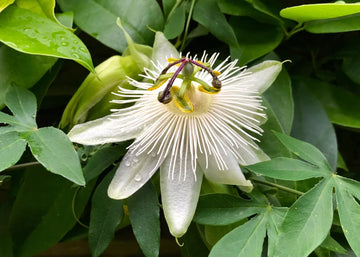 Weiß Passiflora Blumensamen zur Aussaat ideal Graceful Garten Blüten
