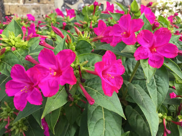 Gemischt Mirabilis Jalapa Blumensamen zur Aussaat duftend einjährig Blüten für Ihren Garten.