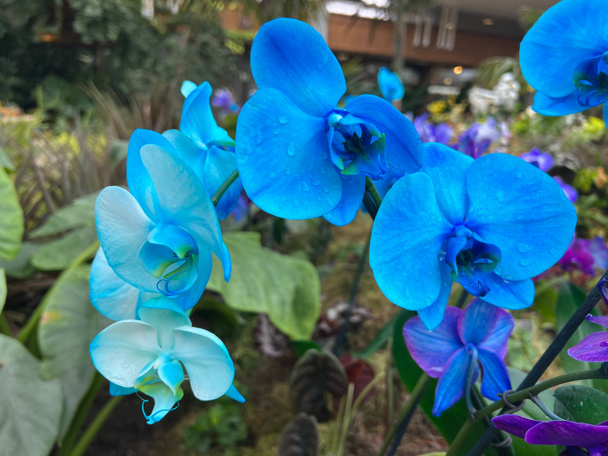 Orchid (orchid blume) samen for anpflanzung in home garten
