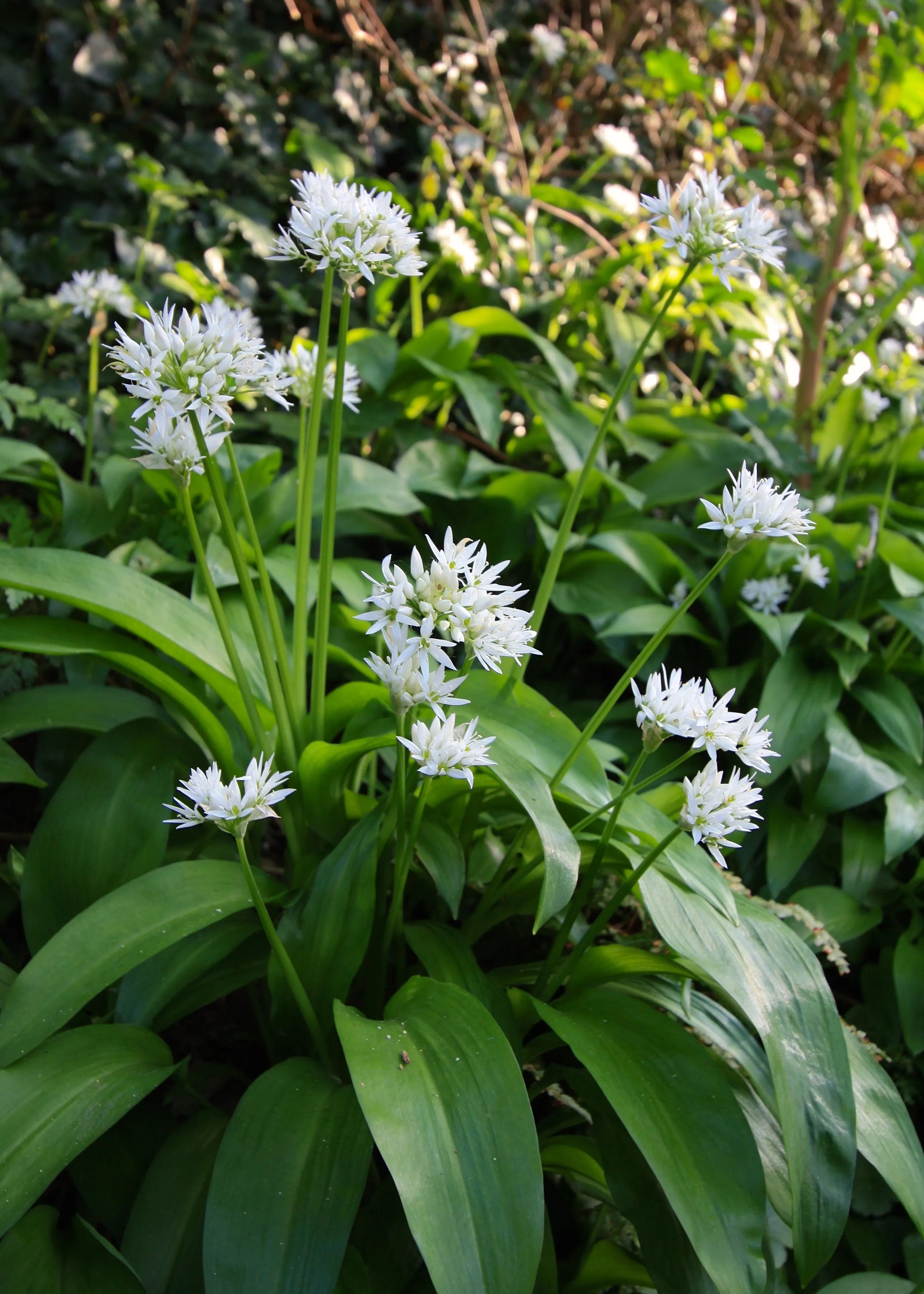 Ursinum Blume Samen zur Aussaat – leuchtend Blüten für Ihren Garten