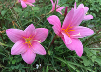 Zephyranthes Blume Aussaat Samen – ideal leuchtend Garten Blüten und Care