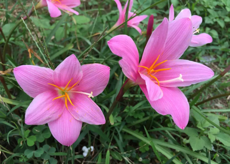 Zephyranthes Blume Aussaat Samen – ideal leuchtend Garten Blüten und Care