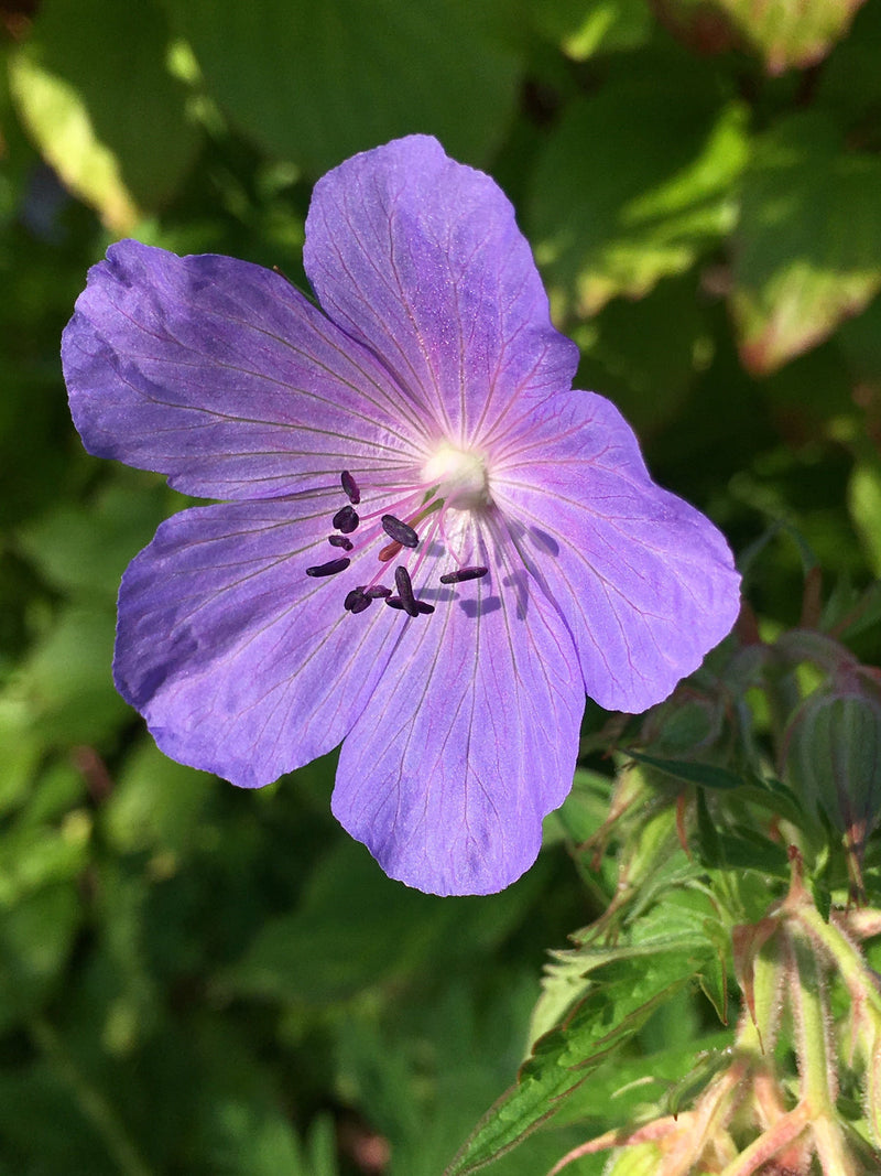 Geraniaceae blume samen for anpflanzung vibrant colors heirloom & gmo free samen for home garten 
 
 sale for anpflanzung in home garten