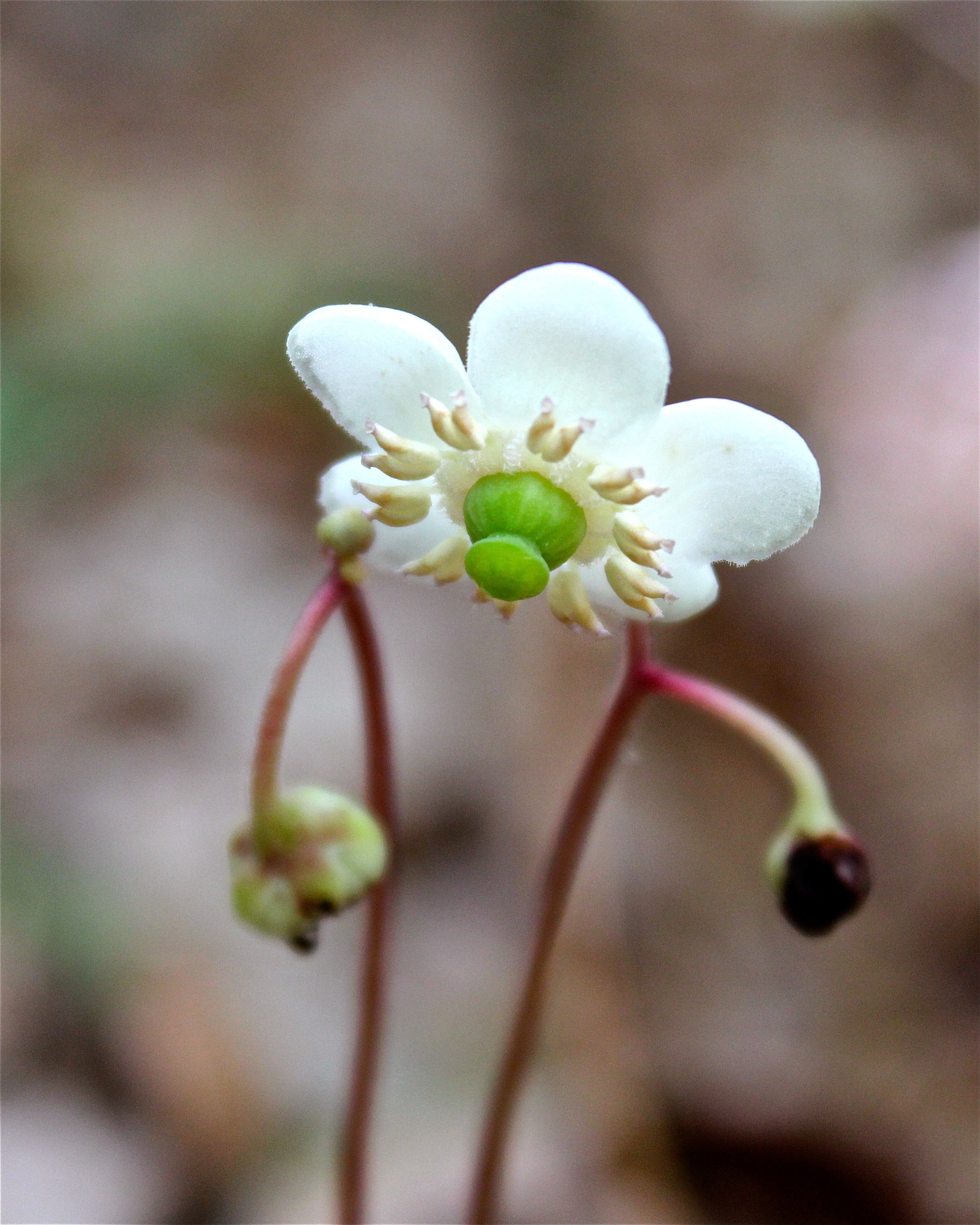 Wintergreen Blumensamen zur Aussaat ideal Rabatten Traditionssorte & ohne Gentechnik Samen Hausgarten