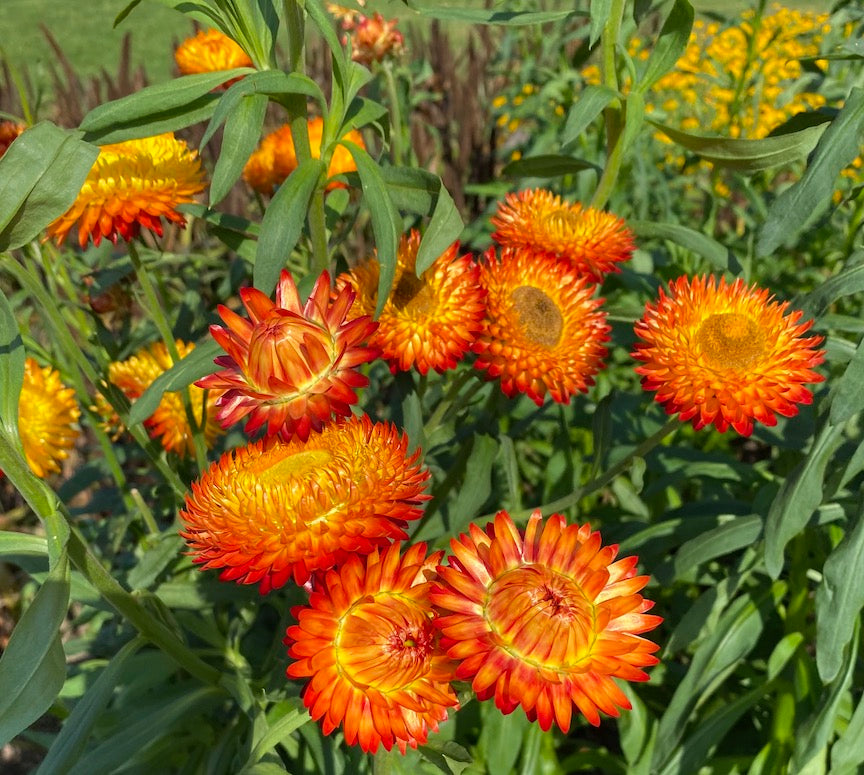 Gelb Strawflower Blume Samen zur Aussaat