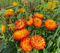 Gelb Strawflower Blume Samen zur Aussaat
