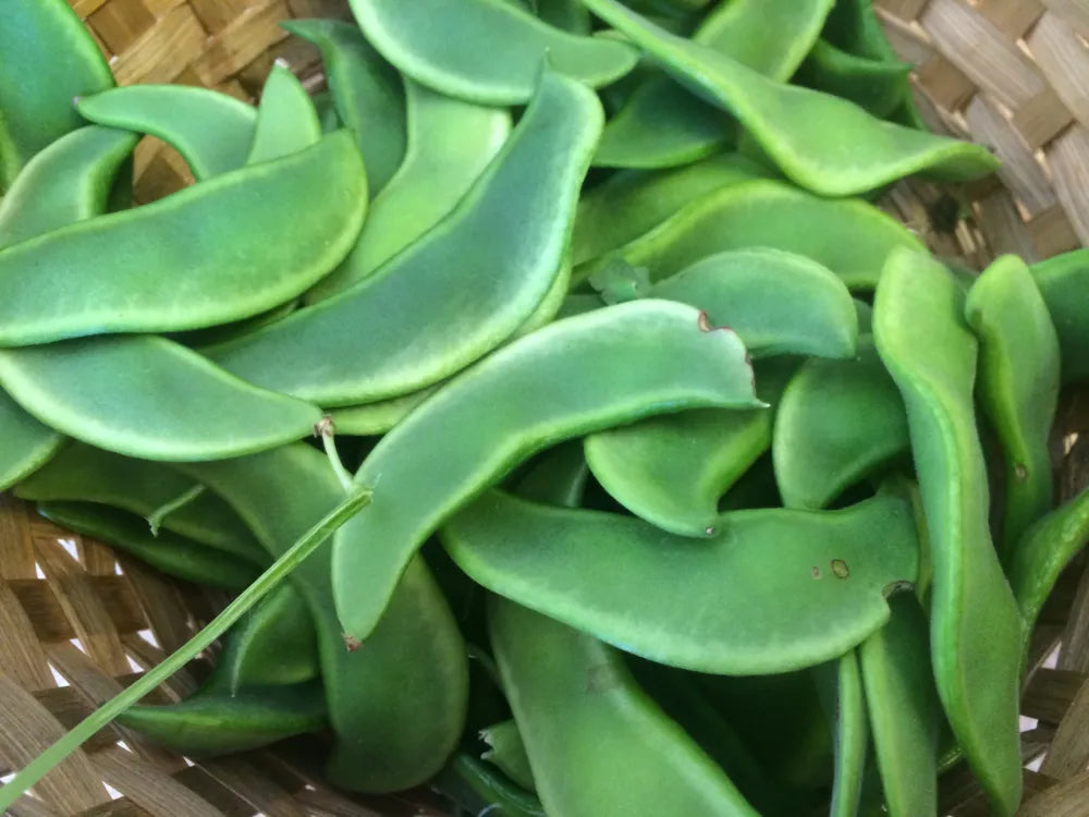 Green Lima Bean Samen for Gemüse Planting