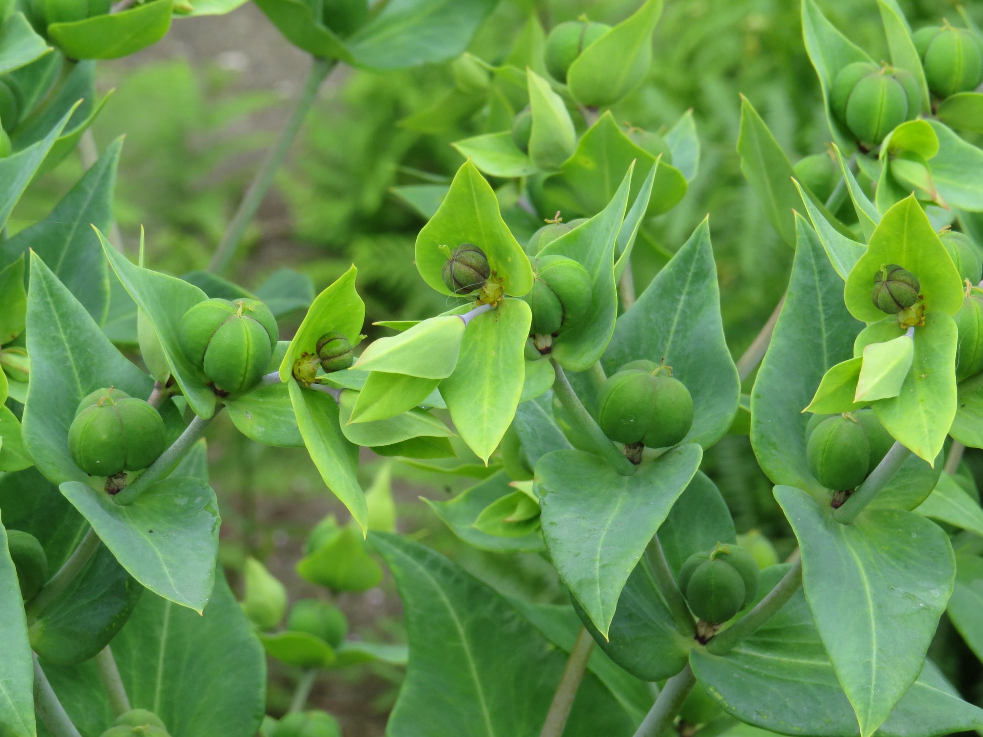 Lathyris Blumensamen zur Aussaat – kompakt Wuchs – Traditionssorte & ohne Gentechnik Samen Hausgarten