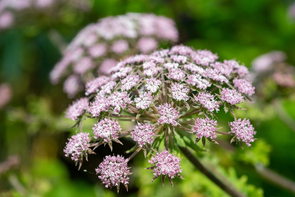 Chaerophyllum Blumensamen zur Aussaat – Anzucht – Traditionssorte & ohne Gentechnik Samen Hausgarten