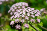 Chaerophyllum Blumensamen zur Aussaat – Anzucht – Traditionssorte & ohne Gentechnik Samen Hausgarten