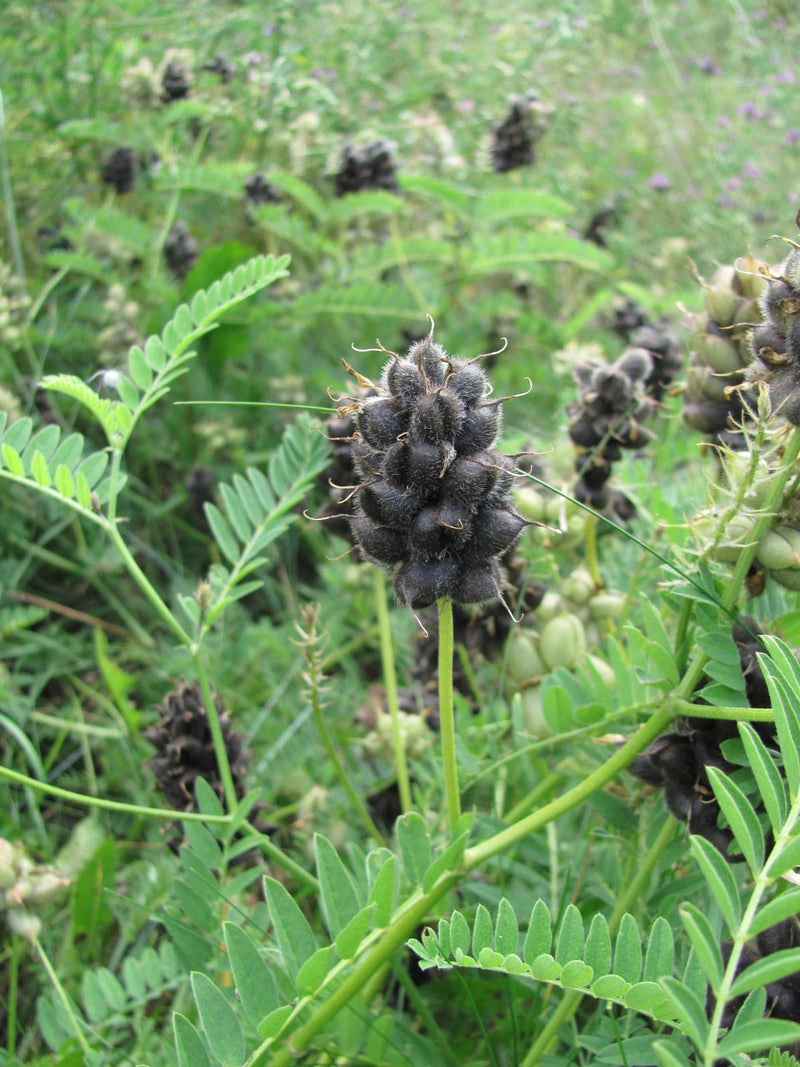Schwarz Wicke Blumensamen zur Aussaat ideal Rabatten Traditionssorte & ohne Gentechnik Samen Hausgarten