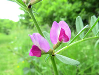 Multi Wicke Blumensamen zur Aussaat pflegeleicht Traditionssorte & ohne Gentechnik Samen Hausgarten