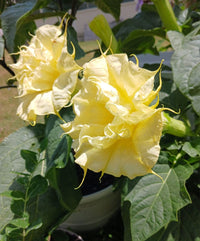 Gelb Dhatura Blumensamen zur Aussaat Bestäuber freundlich Traditionssorte & ohne Gentechnik Samen Hausgarten