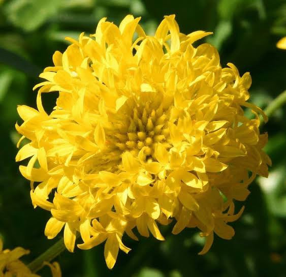 Gaillardia Sundance Blumensamen zur Aussaat Wildblume Mischung Traditionssorte & ohne Gentechnik Samen Hausgarten