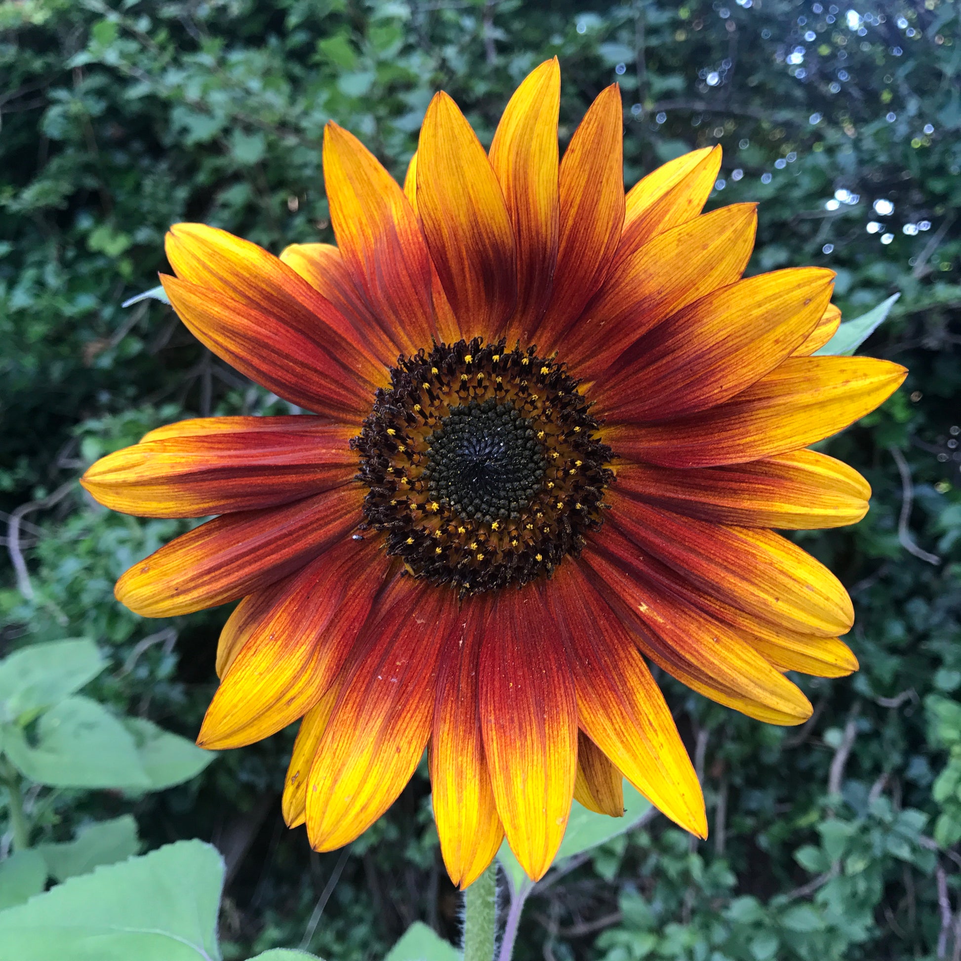 Gelb Rot Sonnenblume Blumensamen zur Aussaat – duftend Blüten – Traditionssorte & ohne Gentechnik Samen Hausgarten