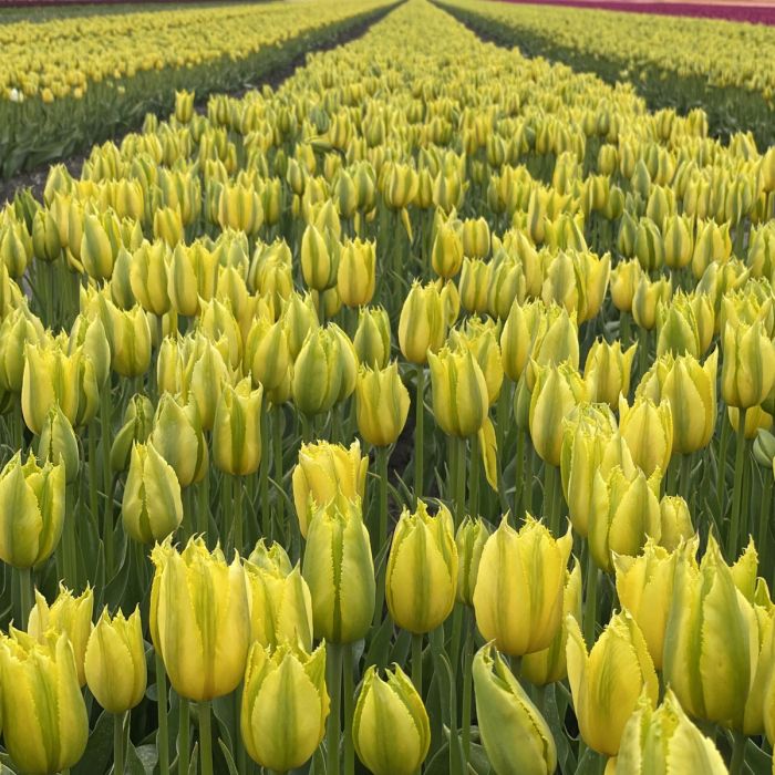 Gelb Grün Tulpe Blumensamen zur Aussaat robust Sorte Traditionssorte & ohne Gentechnik Samen Hausgarten